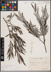 Foto von Salix eleagnos Scop.